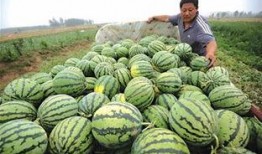 青岛吃瓜网红,青岛网红吃瓜达人带你探秘岛城美食圈